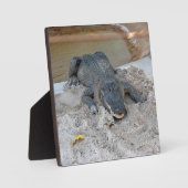 Alligator, Fort Lauderdale, Florida Fotoplaat (Voorkant)