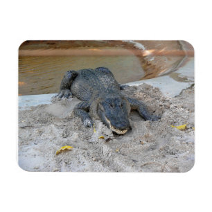 Alligator, Fort Lauderdale, Florida Magneet