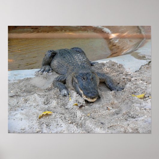 Alligator, Fort Lauderdale, Florida Poster (Voorkant)