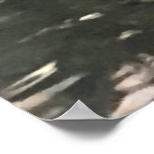 Alligator Foto Poster (Hoek)