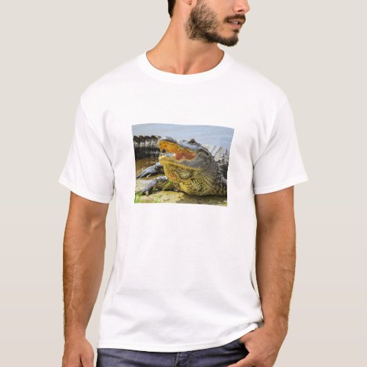 Alligator. Gezichtelijk T-shirt (Voorkant)
