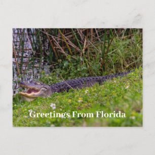 Alligator Greetings uit Florida personaliseert Briefkaart