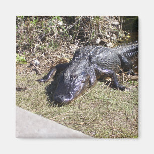 Alligator hangt rond in de Everglades Magneet