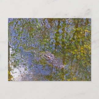 Alligator in Big Cypress National Preserve Florida Briefkaart