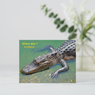 Alligator in Florida Briefkaart
