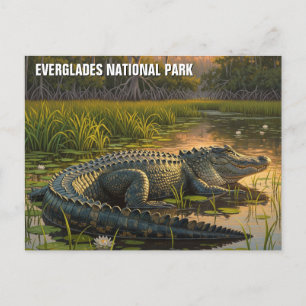 Alligator in het Everglades National Park Briefkaart