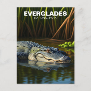 Alligator in het Everglades National Park Briefkaart
