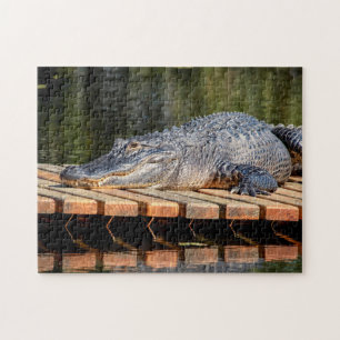 Alligator in Homosassa Springs Wildlife State Park Legpuzzel