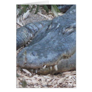 Alligator in zijn natuurlijke habitat