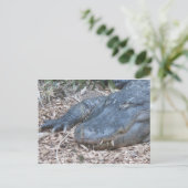 Alligator in zijn natuurlijke habitat briefkaart (Staand voorkant)