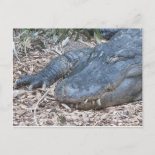 Alligator in zijn natuurlijke habitat briefkaart