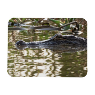 Alligator Lurking in de moeraswateren Magneet