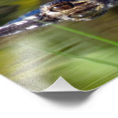 Alligator onder water foto afdruk (Hoek)