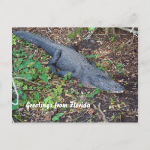 alligator op het land briefkaart