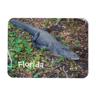 alligator op het land magneet