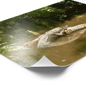 Alligator photo 4x6 (Coin)