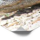 ALLIGATOR POSTER (Coin)