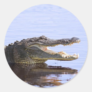 Alligator Ronde Sticker