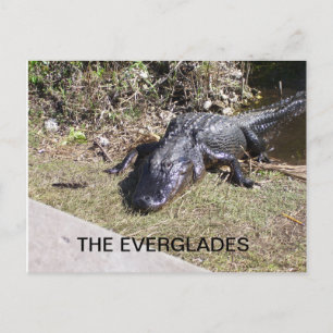Alligator rustend in de Everglades-zonneschijn Briefkaart