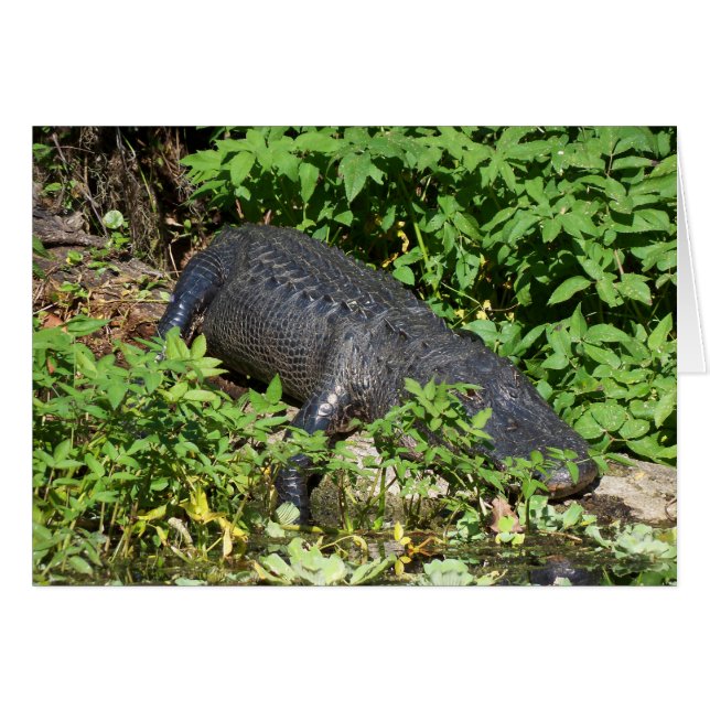 Alligator Silver (Voorkant Horizontaal)