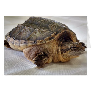 Alligator Snapping Turtle