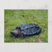 Alligator Snapping Turtle Briefkaart (Voorkant)