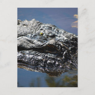 Alligator van North Carolina Briefkaart