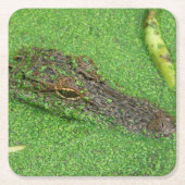 Alligator Vierkante Kartonnen Onderzetter (Voorkant)