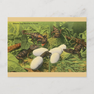 Alligator vintage OEuf Hatching en Floride Carte p