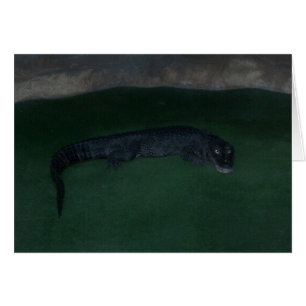 Alligator ~ Wat zit er in de Donker?