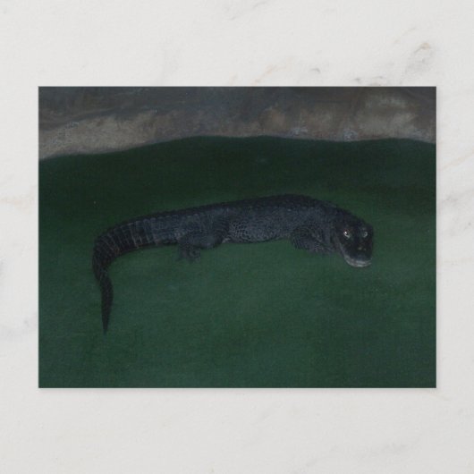 Alligator ~ Wat zit er in de Donker? Briefkaart (Voorkant)