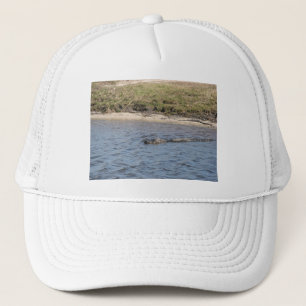 Alligator zwemt in het water in Florida Trucker Pet