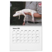 AlligatorBoerderij in St. Augustinus Wall Calendar Kalender (Feb 2026)