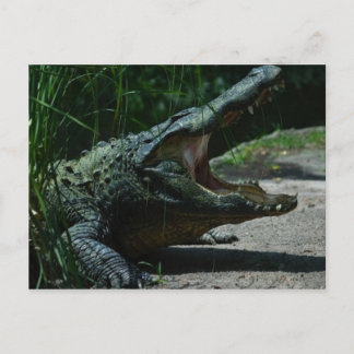 AlligatorBriefkaart Briefkaart
