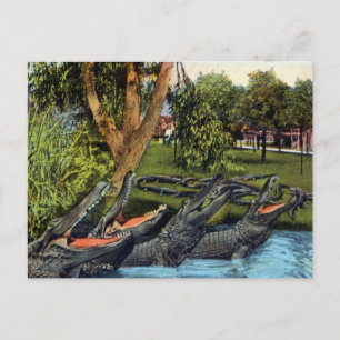  alligatorkwartet Bayano, Panama Briefkaart