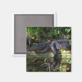 Alligatornamiddag, Everglades, Florida Magneet (Voorkant / Achterkant)