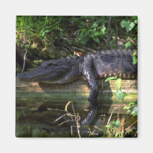 Alligatornamiddag, Everglades, Florida Magneet
