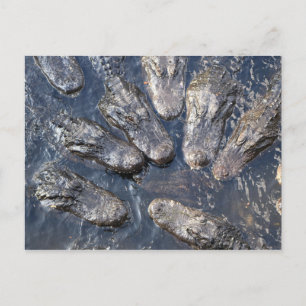 Alligators #5 briefkaart