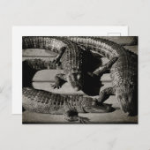 Alligators Briefkaart (Voorkant / Achterkant)