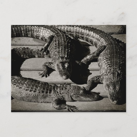 Alligators Briefkaart (Voorkant)