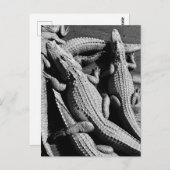 Alligators Briefkaart (Voorkant / Achterkant)