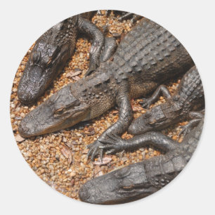 alligators ronde sticker