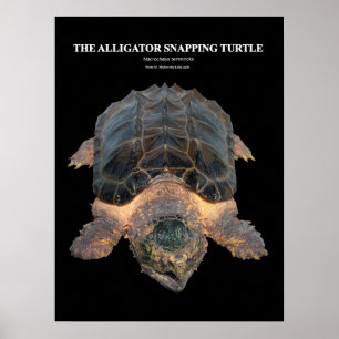 Alligatorschildpad の タ ー poster