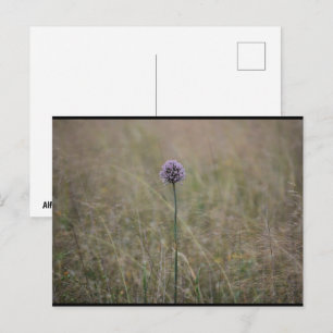 Allium, Allium Ampeloprasum, Wilde Prei Briefkaart
