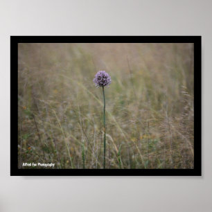 Allium, Allium Ampeloprasum, Wilde Prei Poster