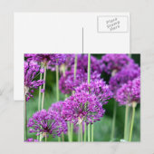 Allium bloemen briefkaart (Voorkant / Achterkant)