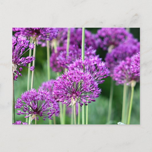 Allium bloemen briefkaart (Voorkant)