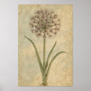 Allium Botanische Kunstprint Poster