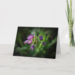 Allium, carte