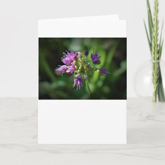Allium, carte (Devant)